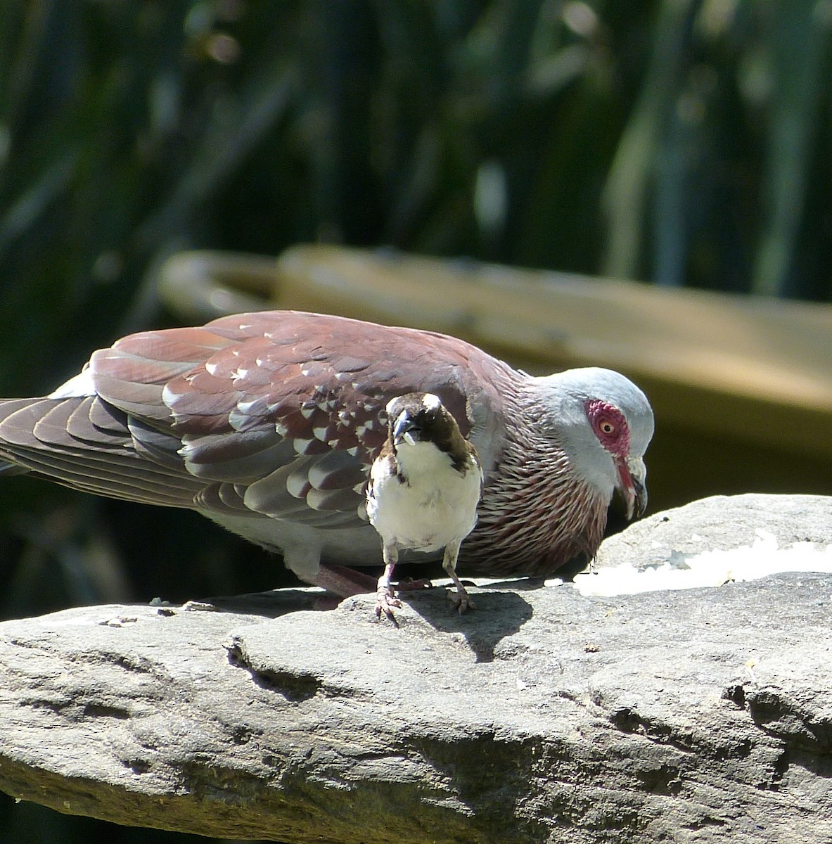 Speckled Pigeon - William Rockey