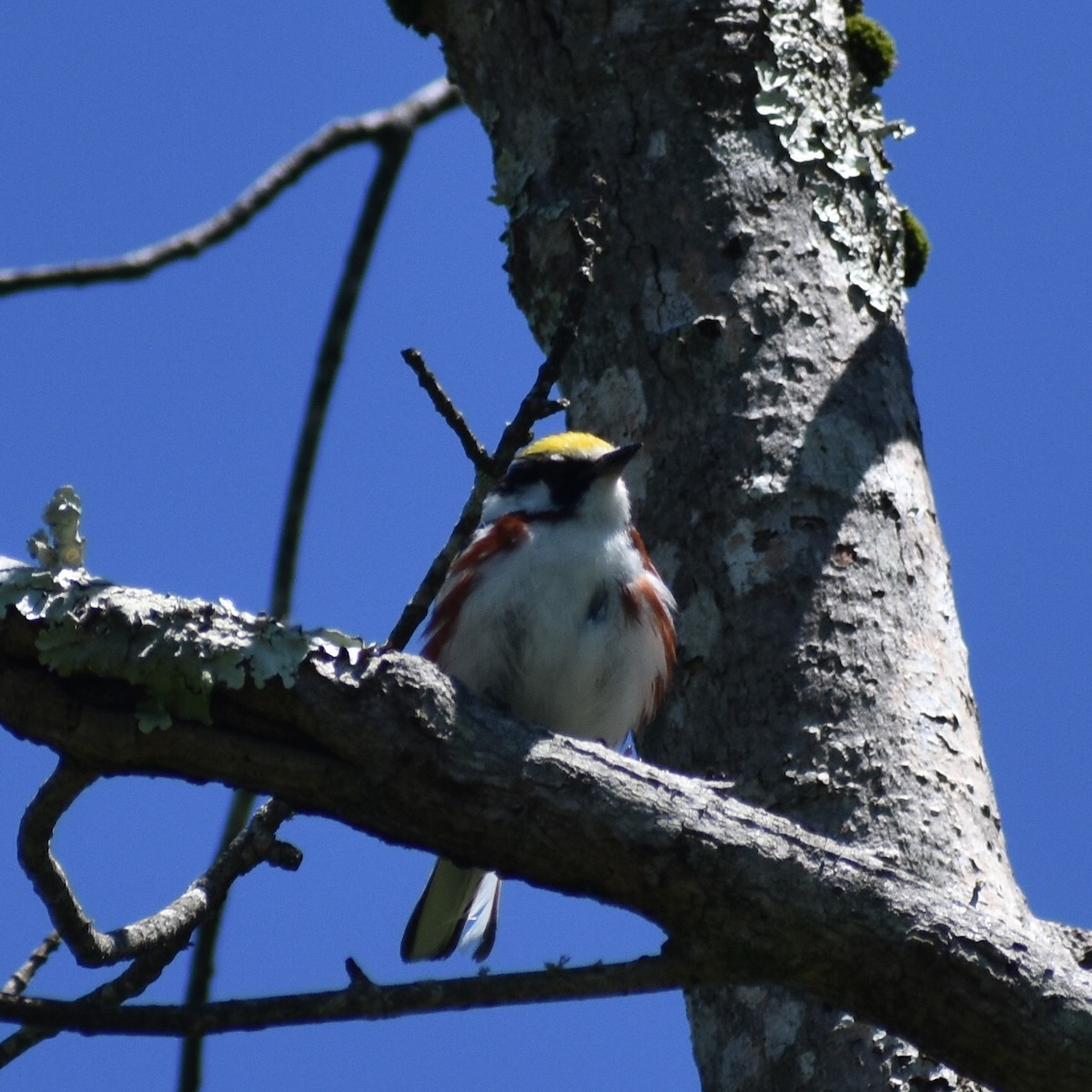 Paruline à flancs marron - ML164921431