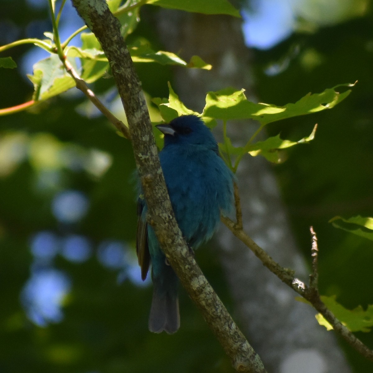 Passerin indigo - ML164921521