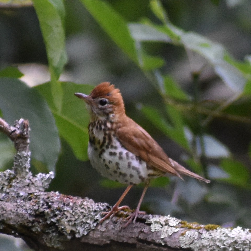Дрізд лісовий - ML164922111