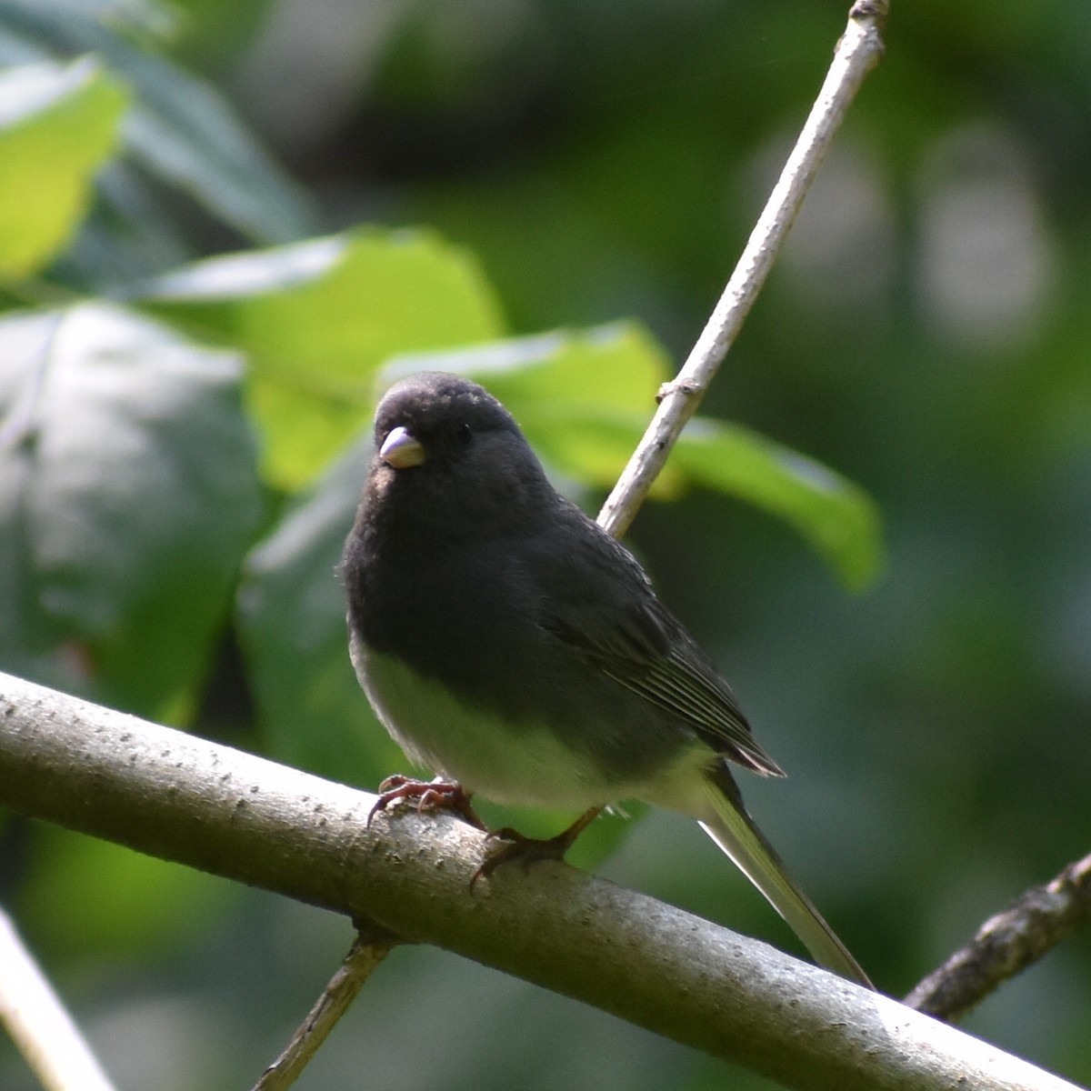 Юнко сірий - ML164922221