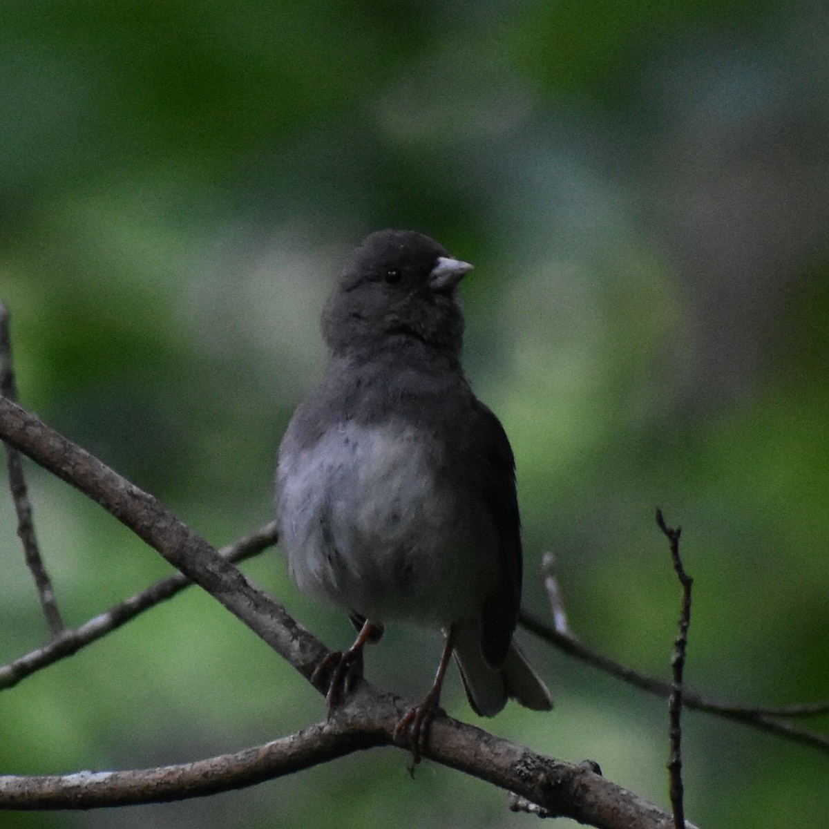 Юнко сірий - ML164922231