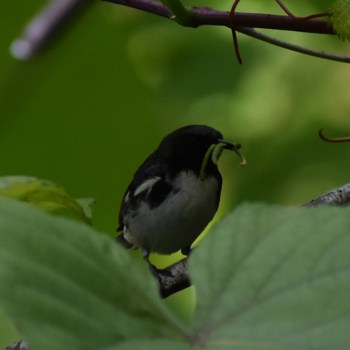Пісняр-лісовик сизий - ML164922401