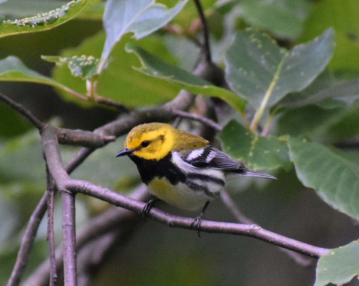 Пісняр-лісовик чорногорлий - ML164922461