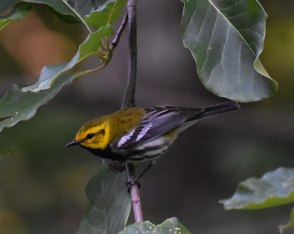 Пісняр-лісовик чорногорлий - ML164922471