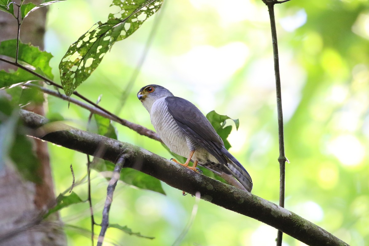 Tiny Hawk - Ricardo Guerra