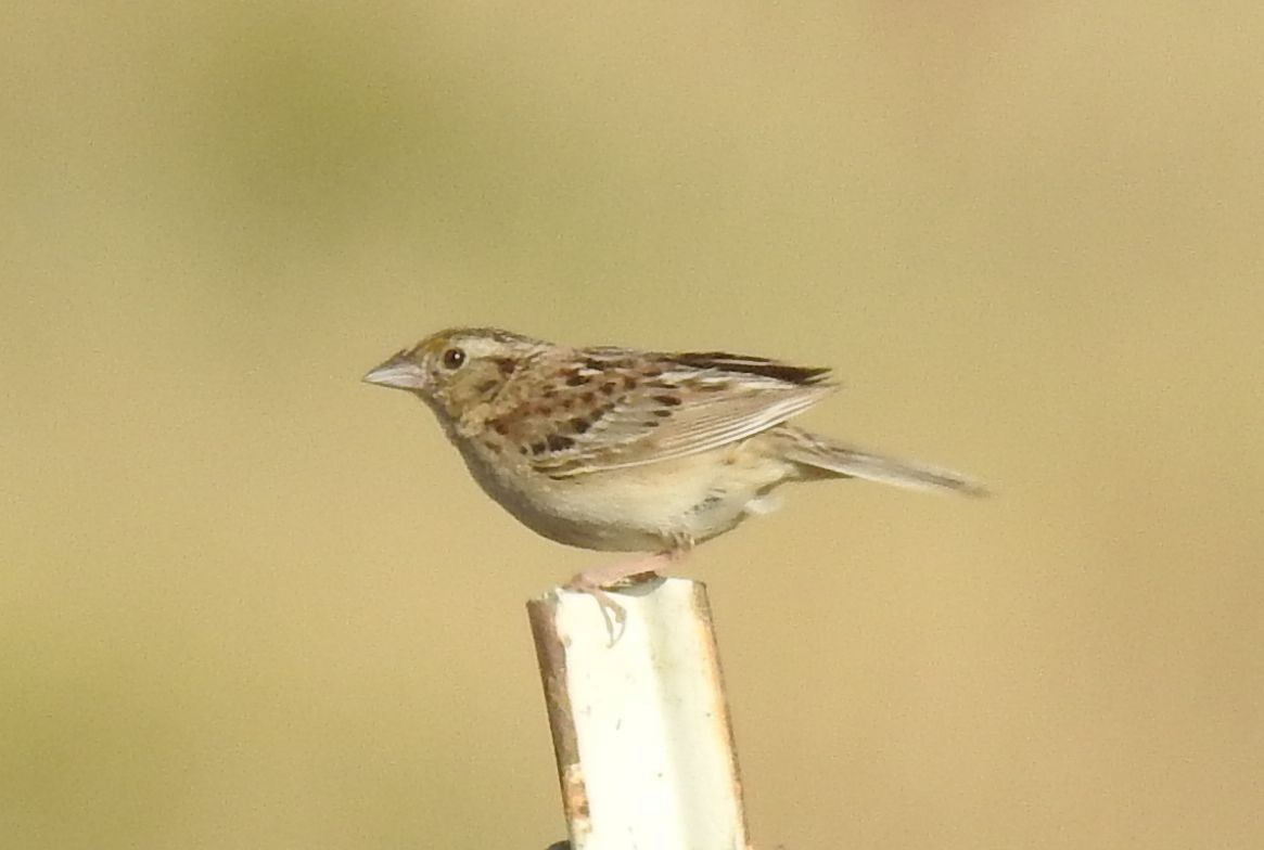 Grasshopper Sparrow - ML164923741