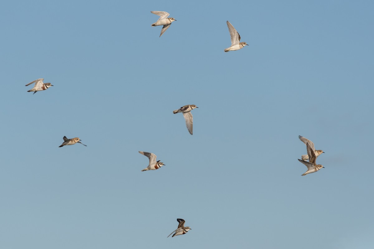 Double-banded Plover - ML164923921