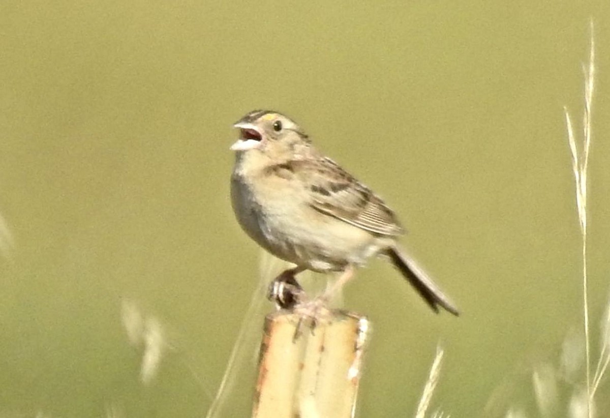 Grasshopper Sparrow - ML164924271