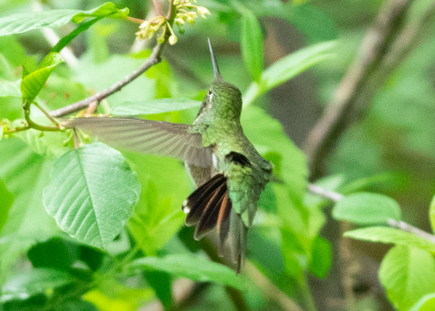 Broad-tailed Hummingbird - ML164924351