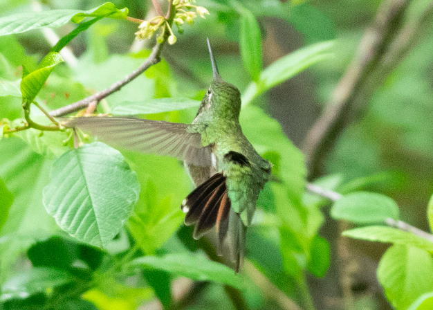 Geniş Kuyruklu Kolibri - ML164924351