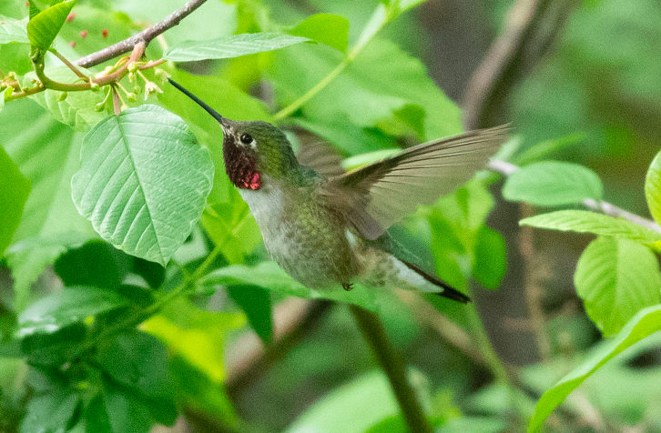 Broad-tailed Hummingbird - ML164924421