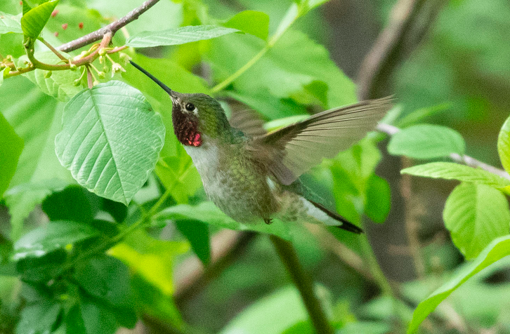 Geniş Kuyruklu Kolibri - ML164924421