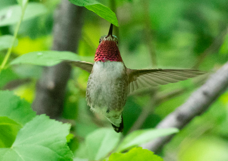 Broad-tailed Hummingbird - ML164924511