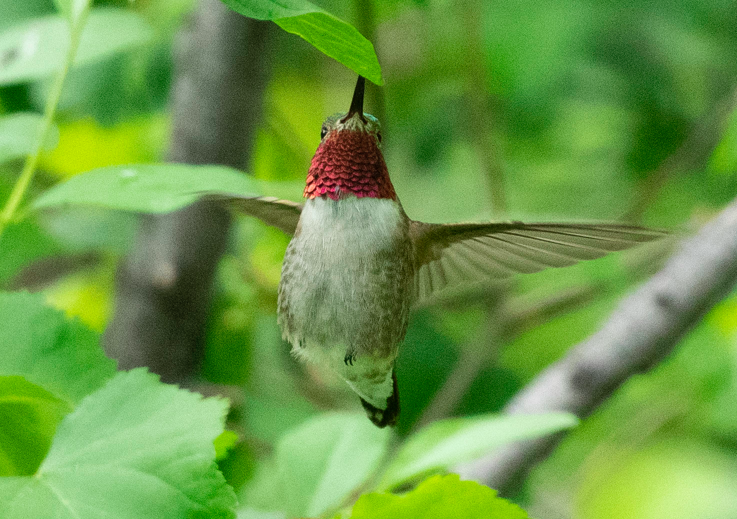 Geniş Kuyruklu Kolibri - ML164924511