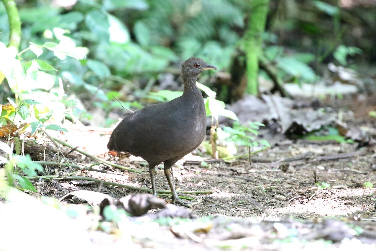 Cinereous Tinamou - ML164924561