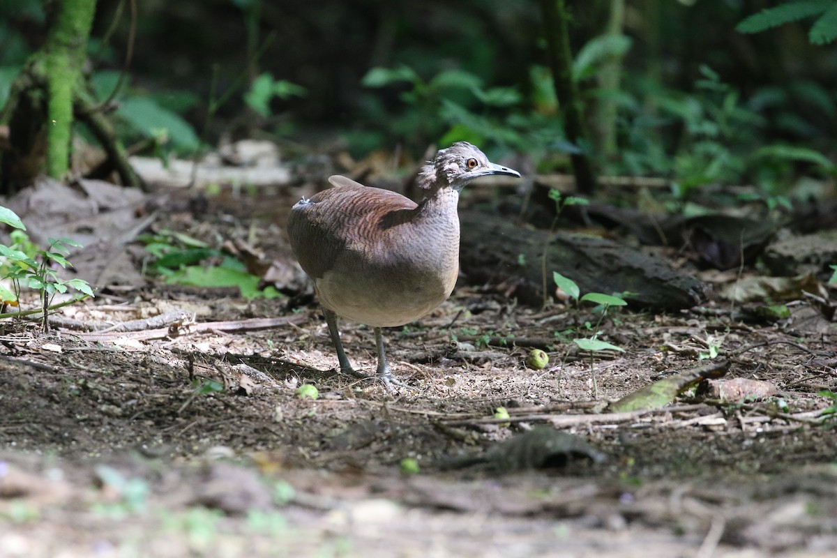 Undulated Tinamou - ML164925011