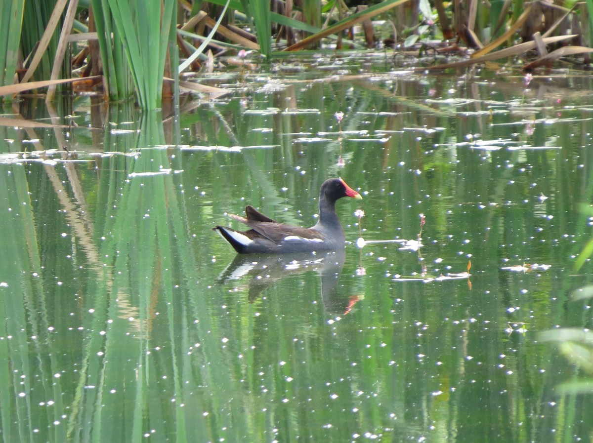 Common Gallinule - ML164925371