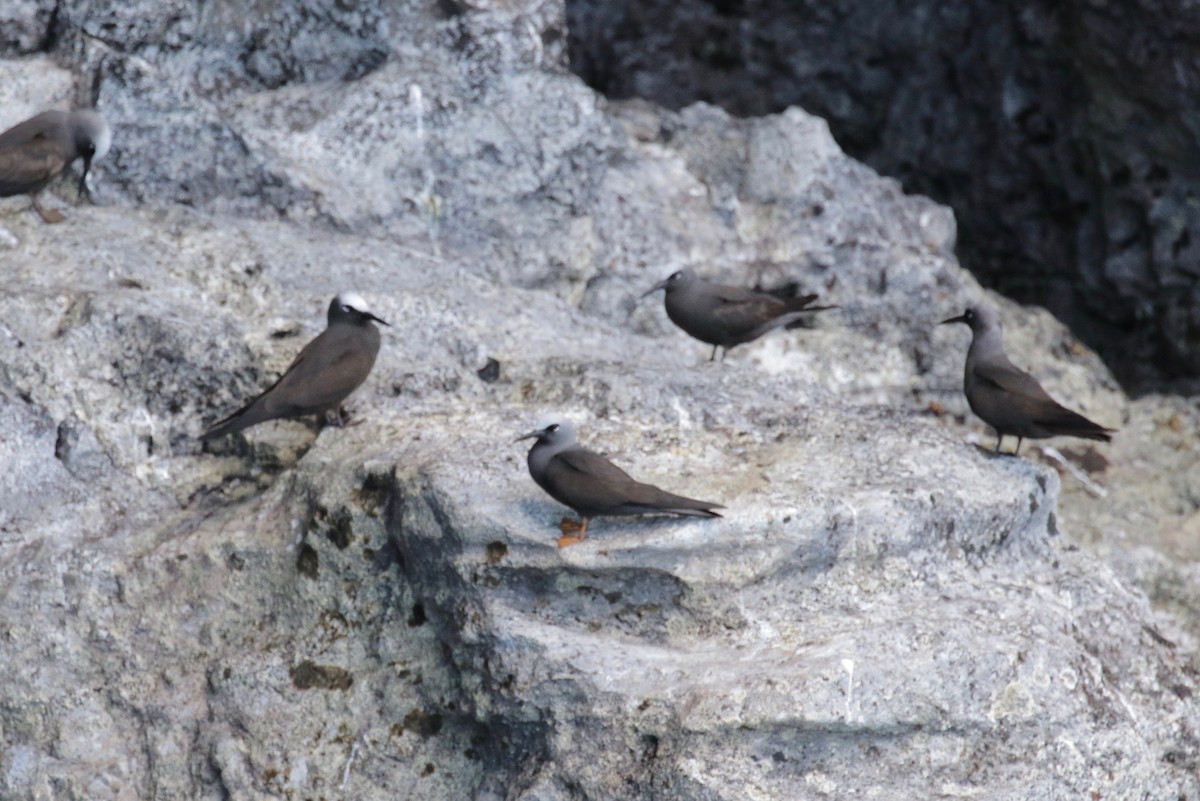 Black Noddy (melanogenys) - ML164926081