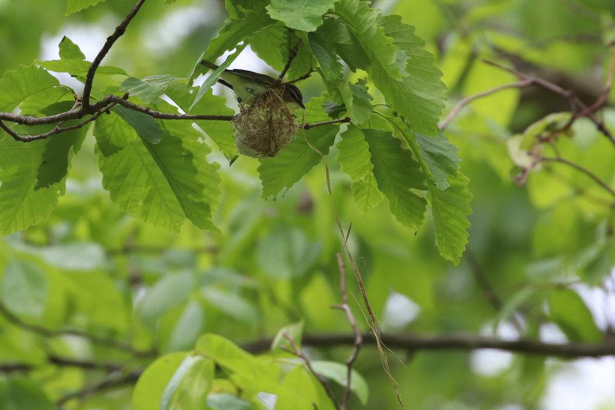 Red-eyed Vireo - Martina Nordstrand