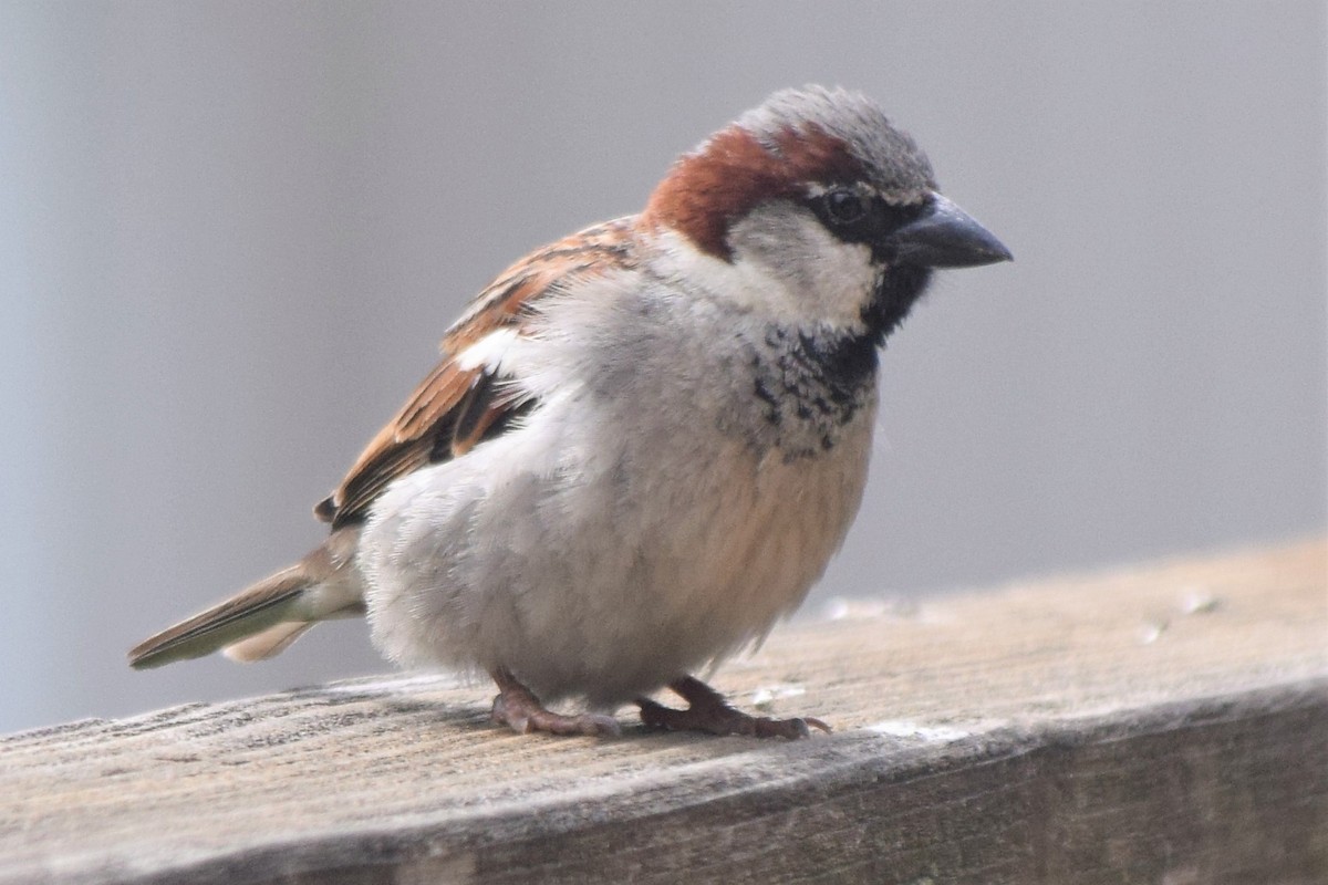 House Sparrow - ML164927711