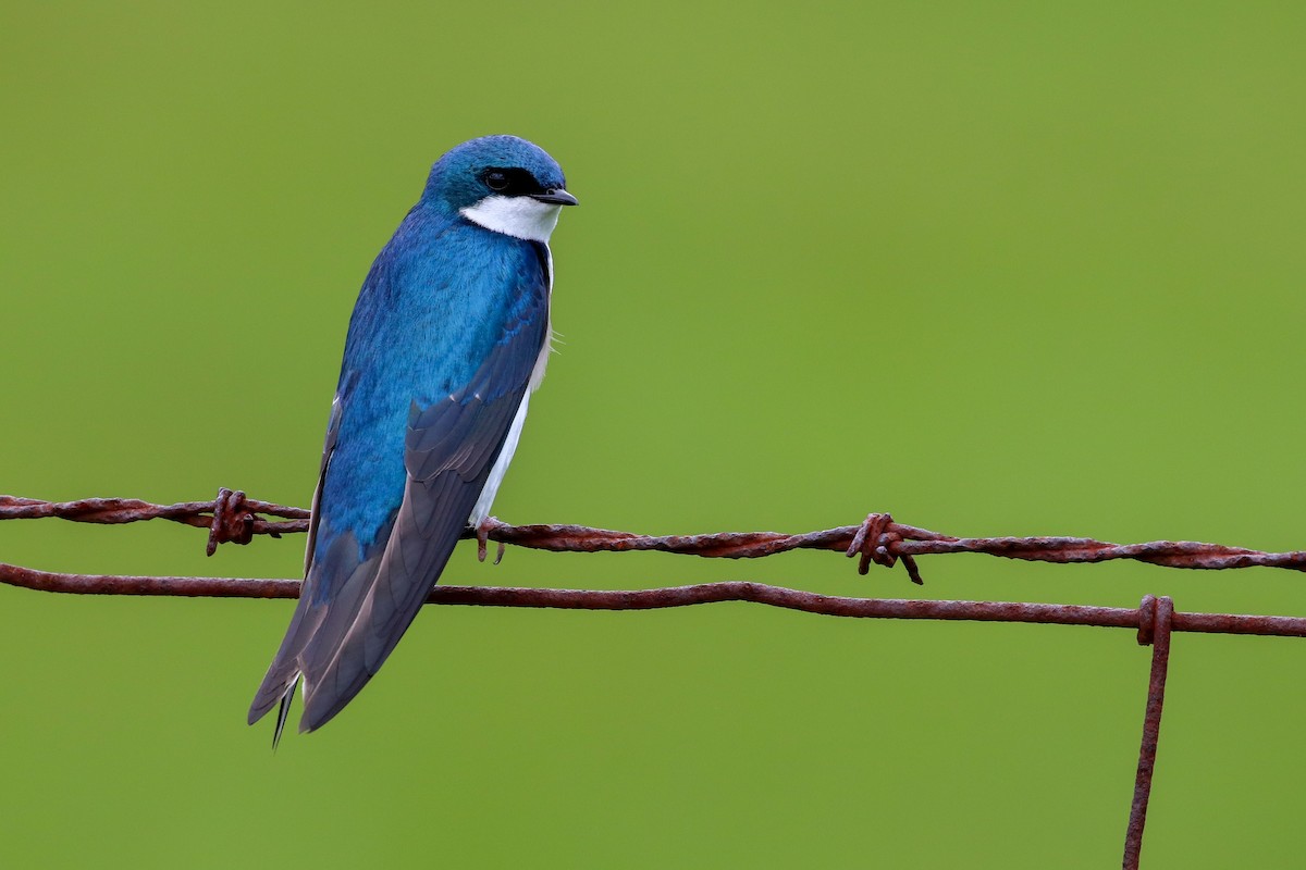 Tree Swallow - ML164928881