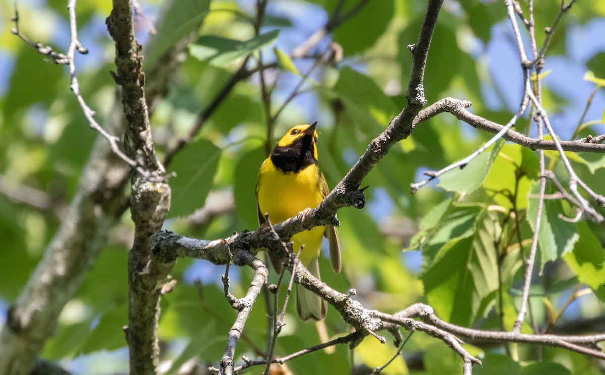 Hooded Warbler - ML164929201