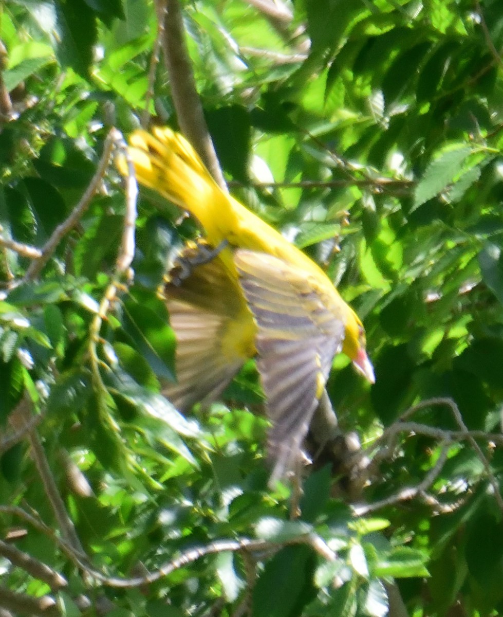 Indian Golden Oriole - ML164929781