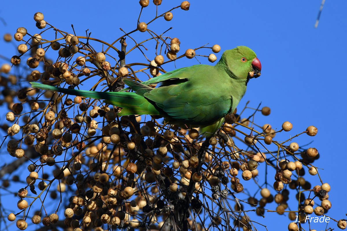 Rose-ringed Parakeet - ML164933981