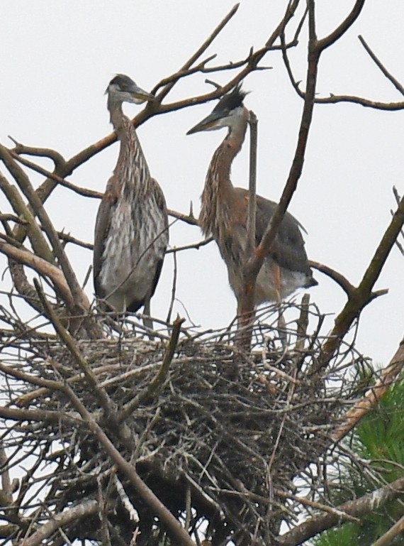 Great Blue Heron - ML164934921