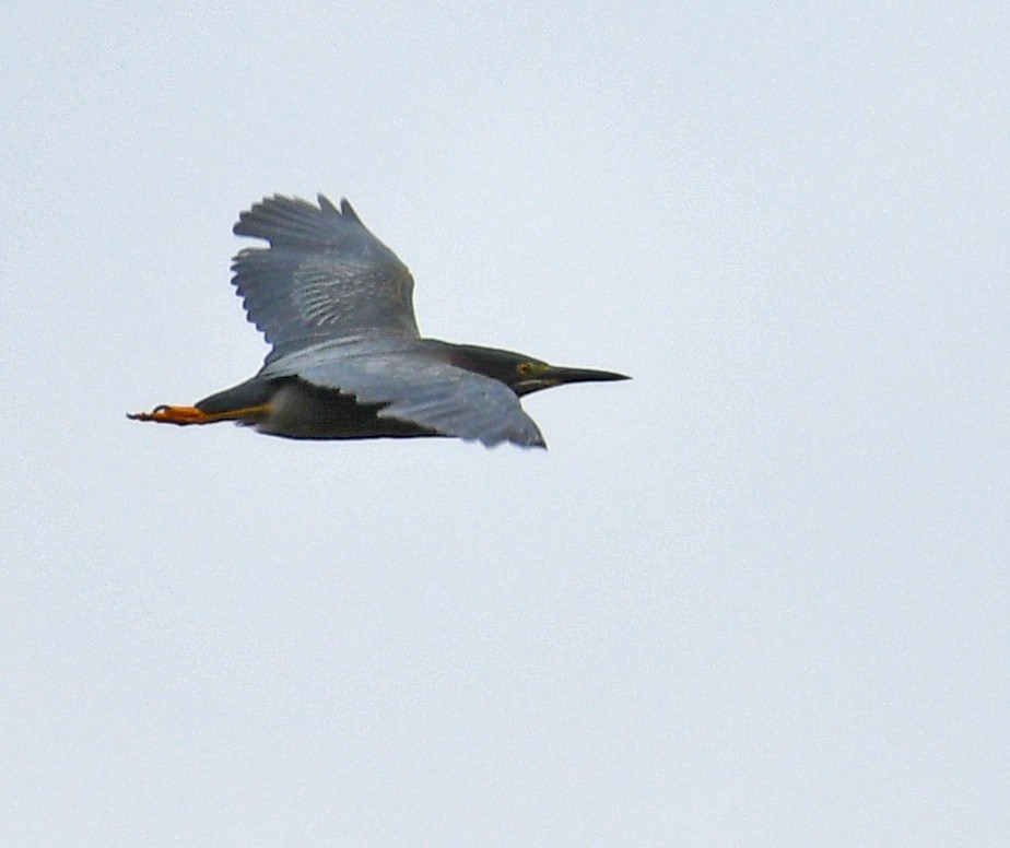 Green Heron - ML164935171