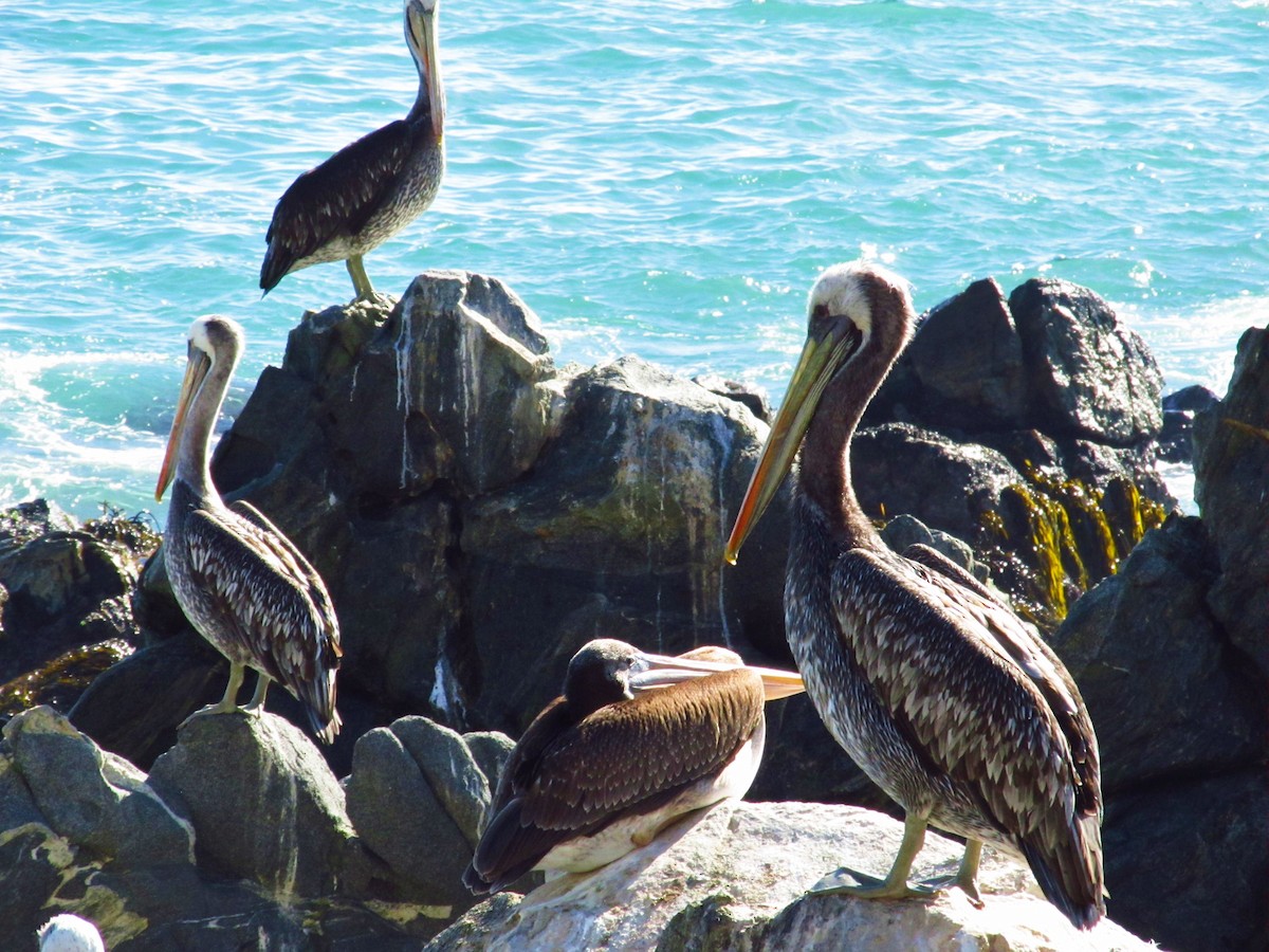 pelikán chilský - ML164935291