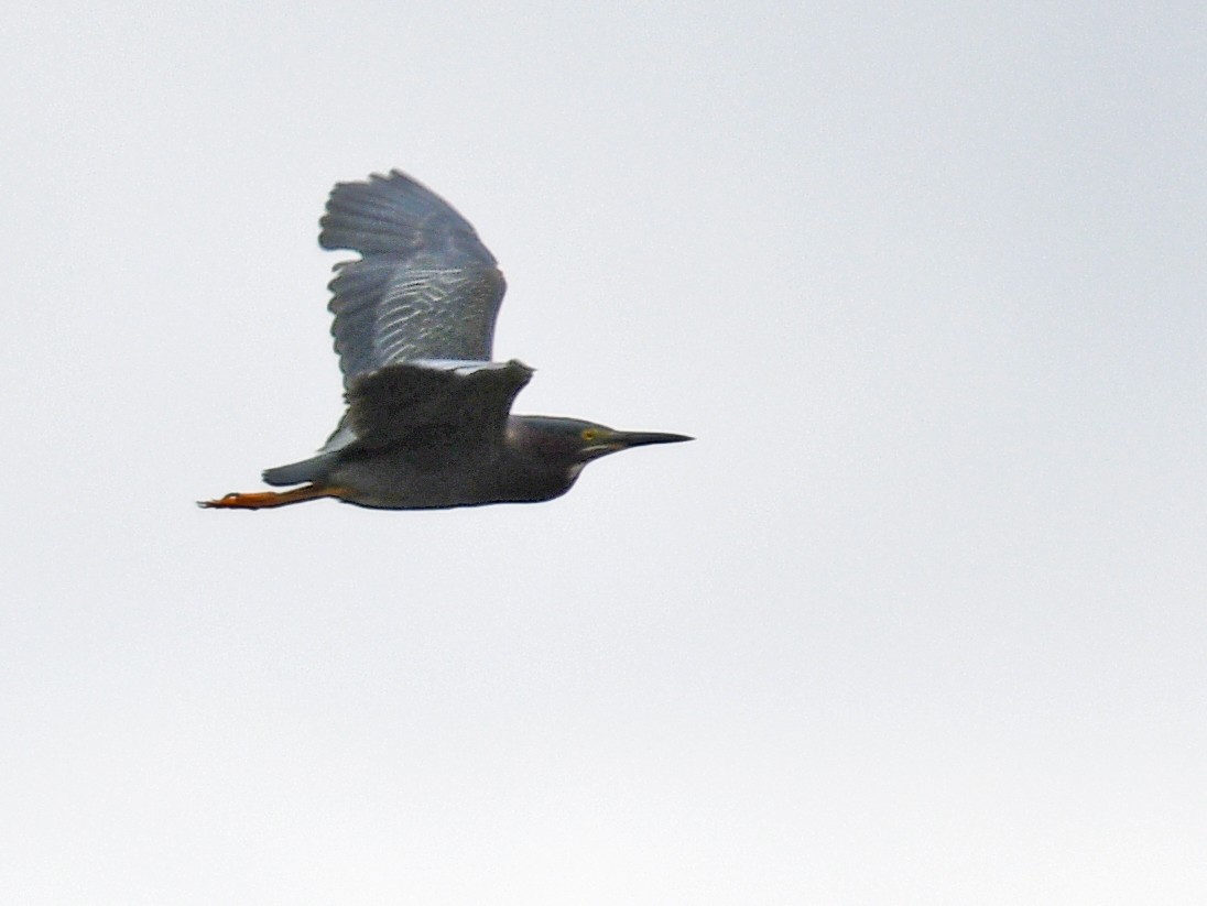 Green Heron - ML164935471