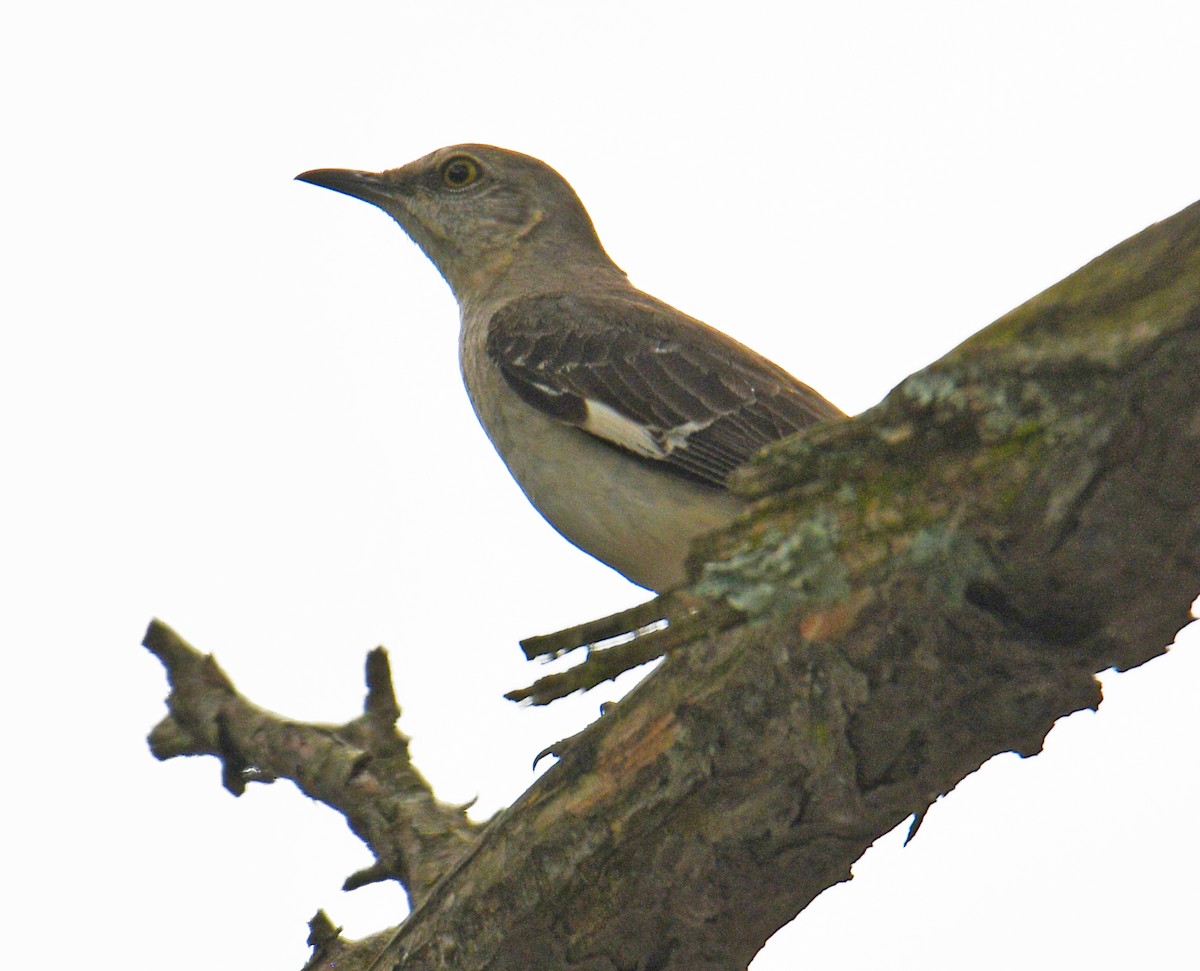 Northern Mockingbird - ML164935531