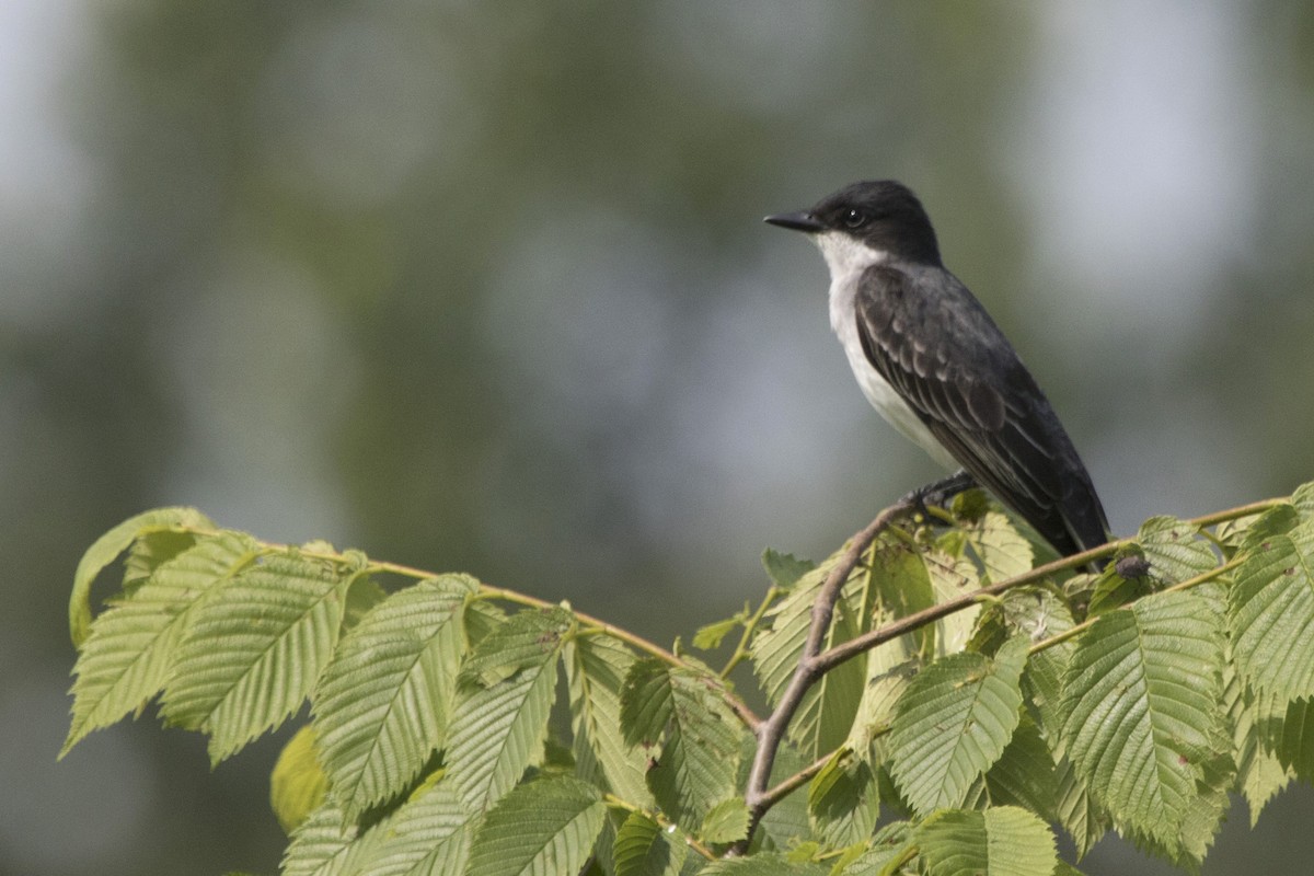 Eastern Kingbird - ML164938651