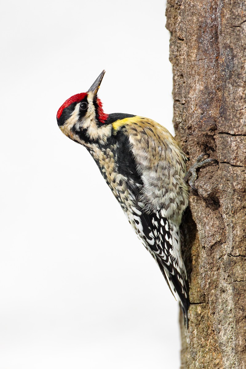 Yellow-bellied Sapsucker - ML164939281