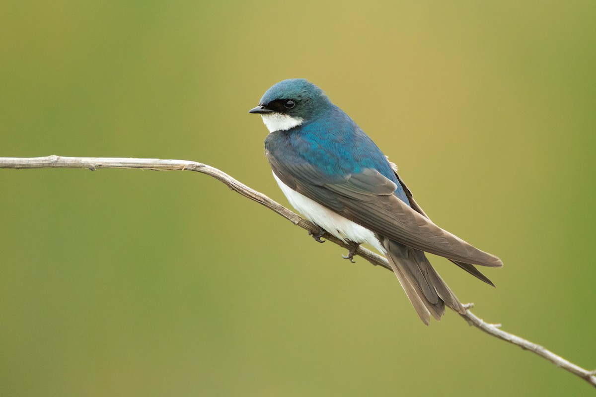 Tree Swallow - ML164939961