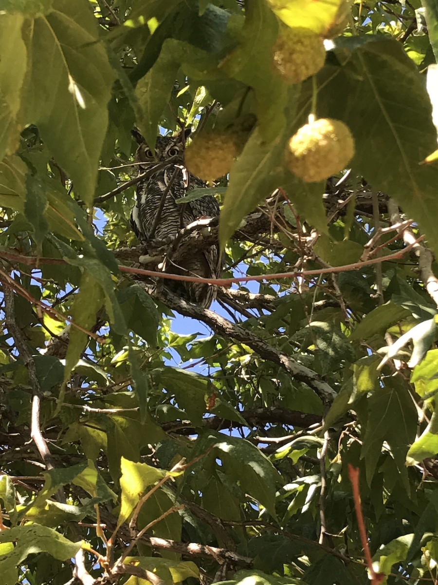 Great Horned Owl - ML164940491