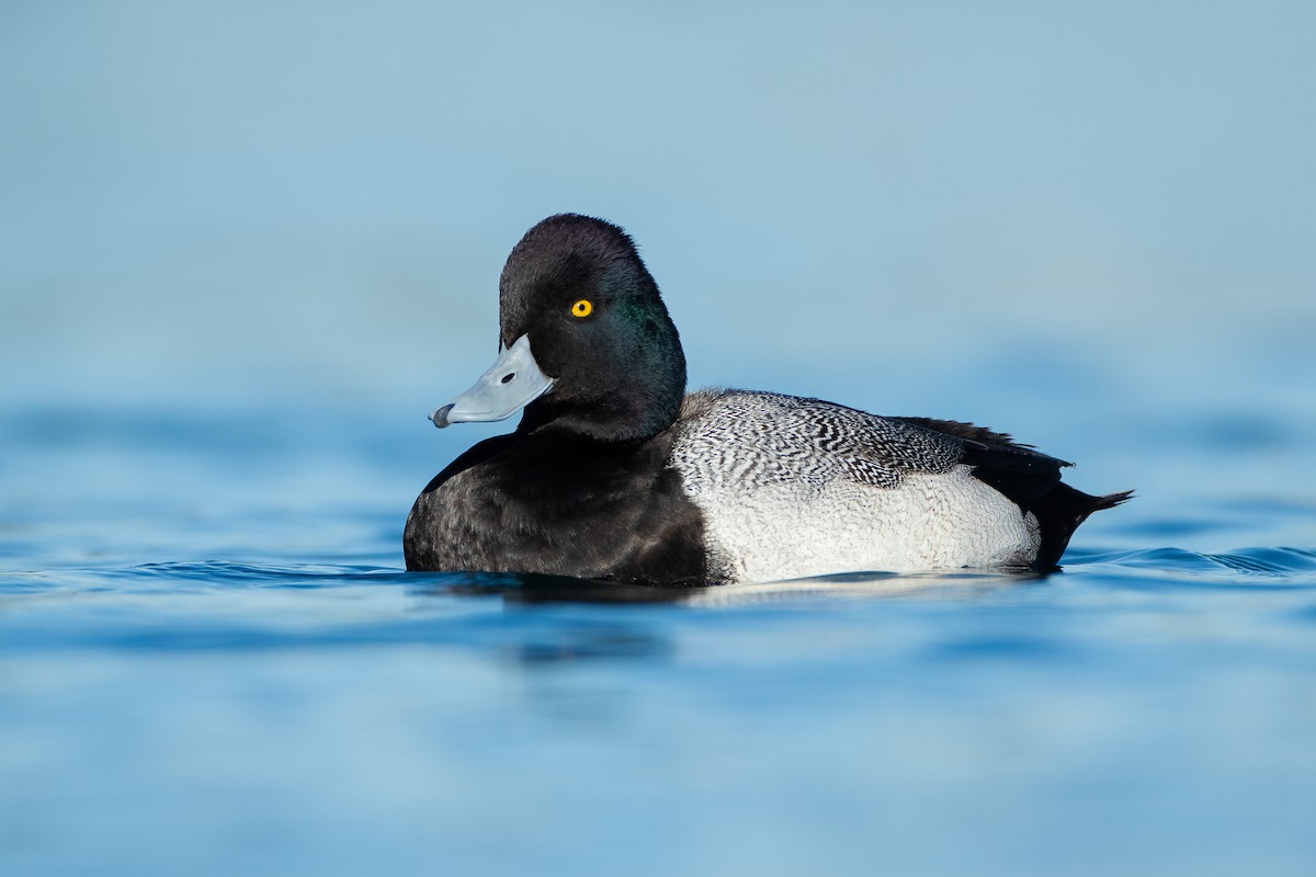 Lesser Scaup - Dorian Anderson