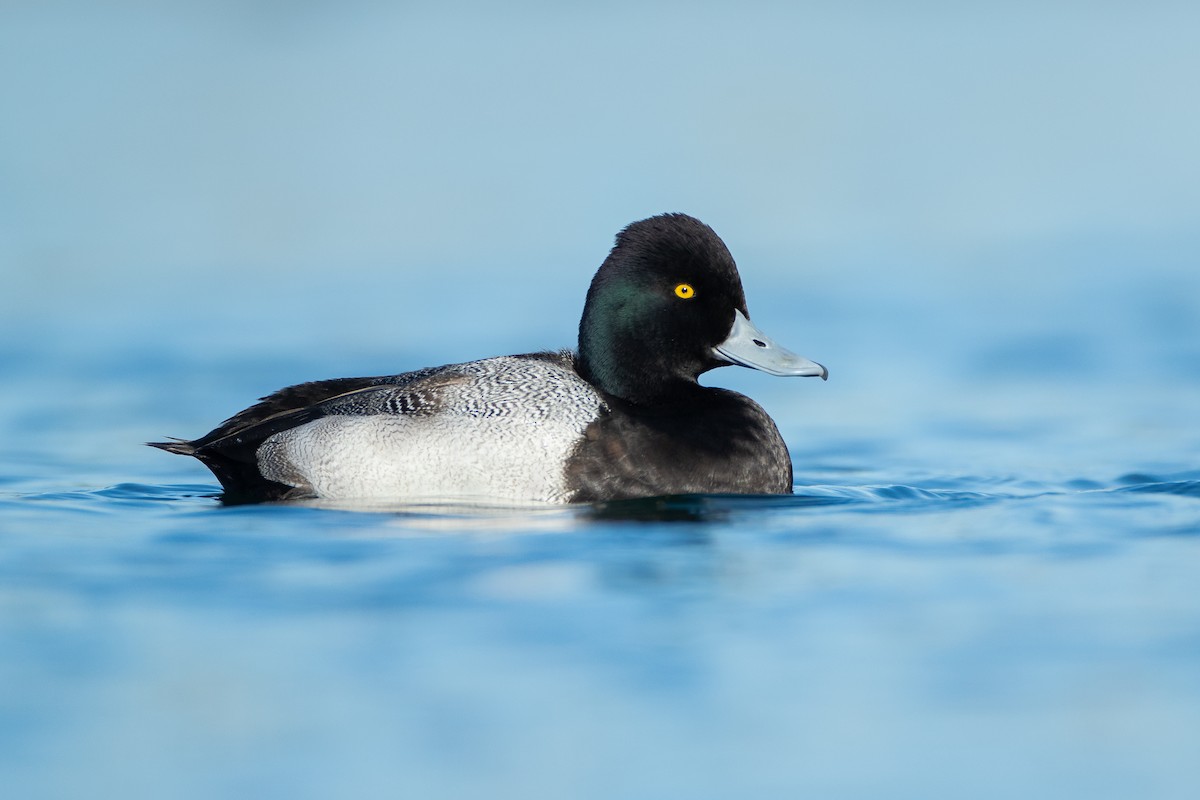 Lesser Scaup - Dorian Anderson