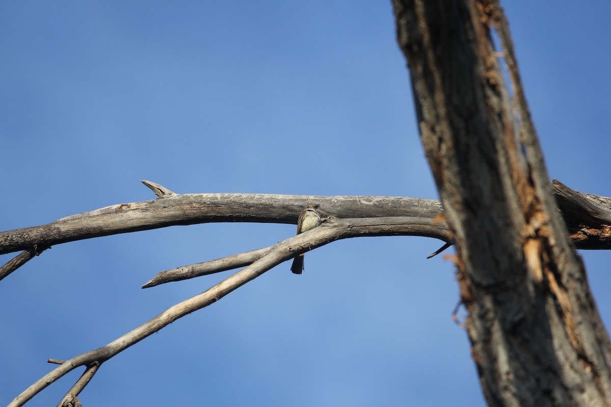 Brown-crested Flycatcher - ML164942231