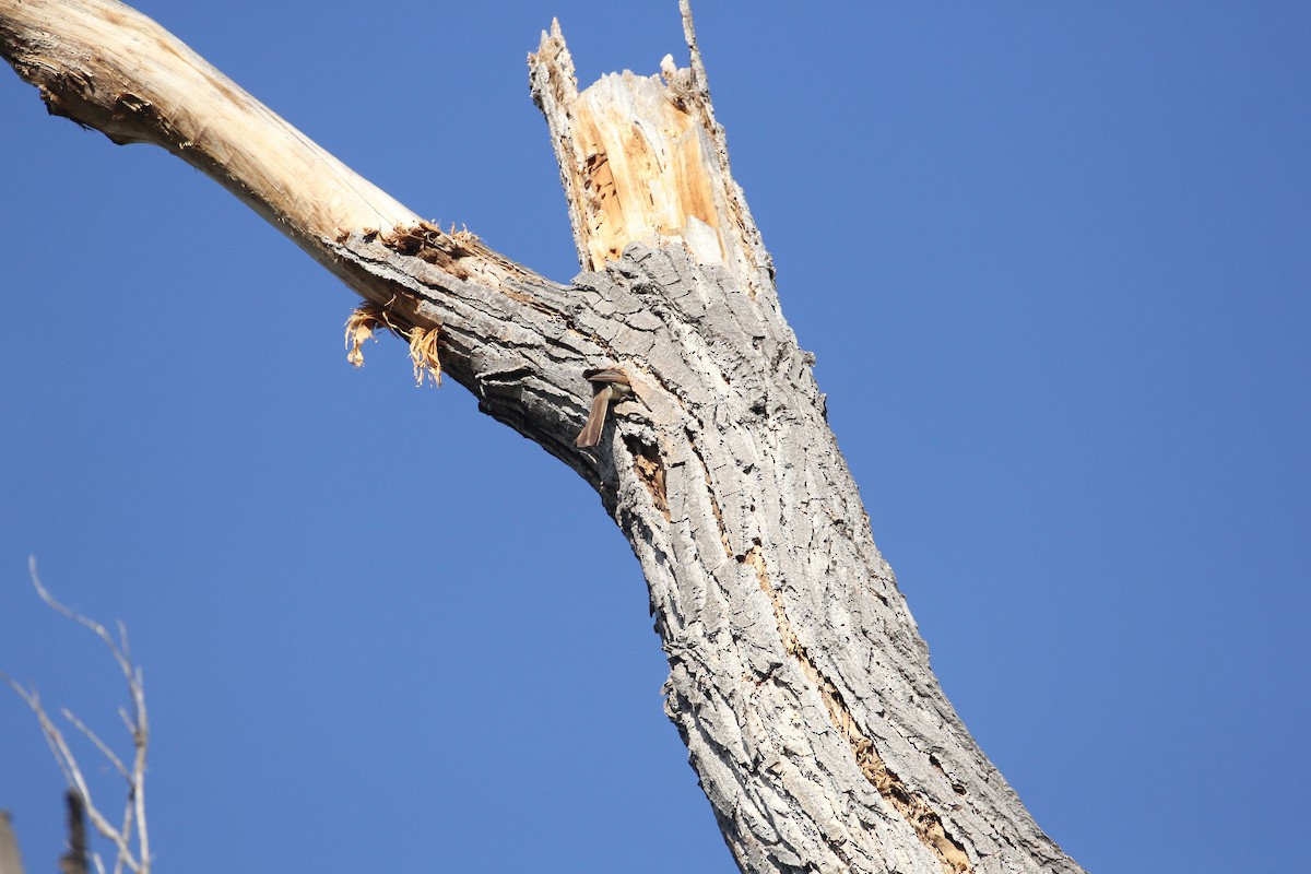 Brown-crested Flycatcher - ML164942331