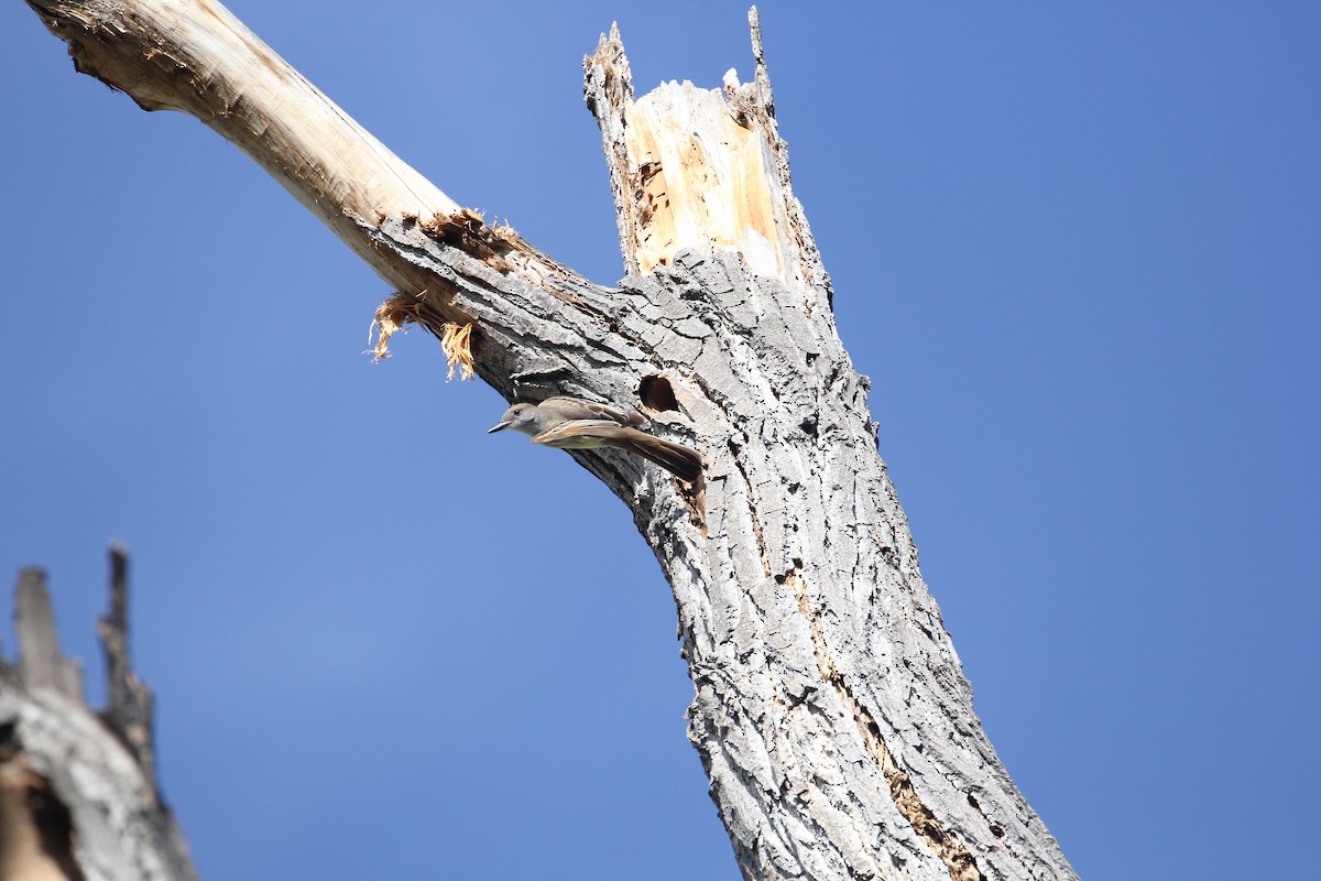 Brown-crested Flycatcher - ML164942551