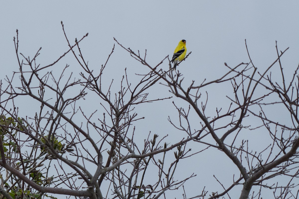 American Goldfinch - ML164942681