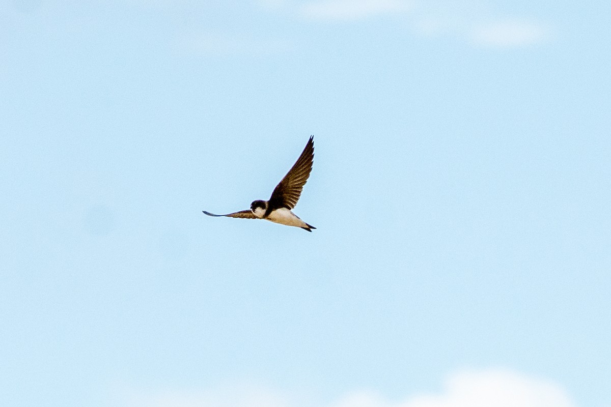 Avión Zapador - ML164942851