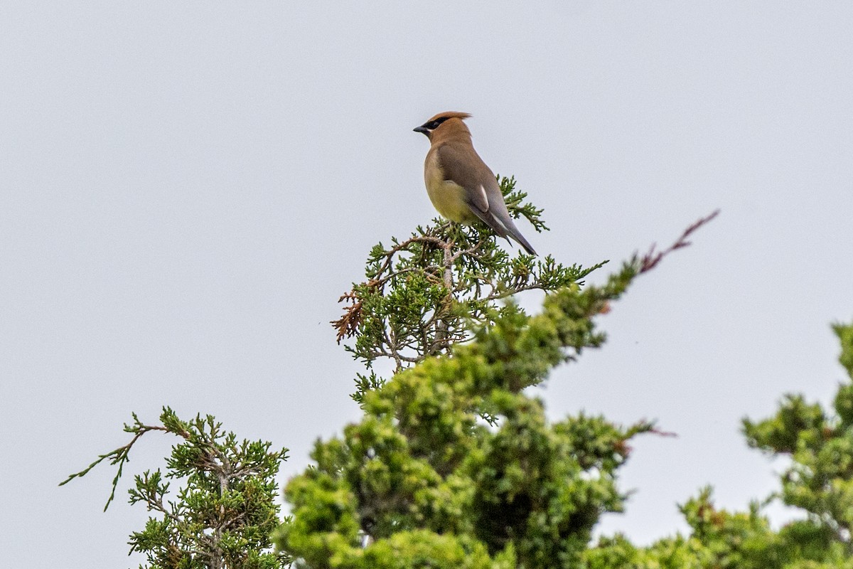 Cedar Waxwing - ML164942981