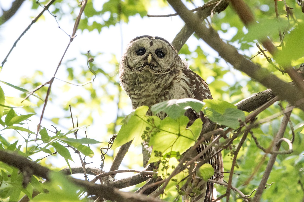Barred Owl - Sue Barth