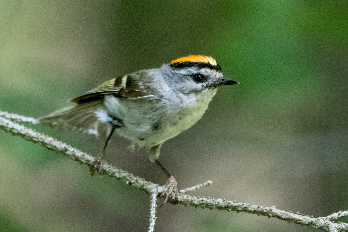 Golden-crowned Kinglet - Sue Barth