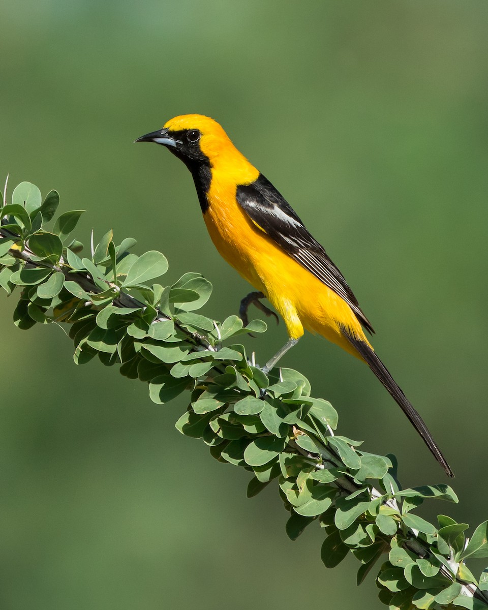 Hooded Oriole - ML164944101