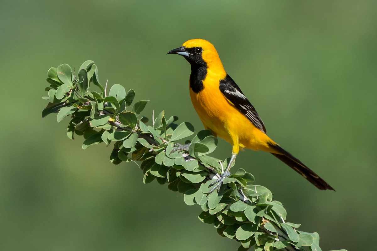 Hooded Oriole - ML164944131